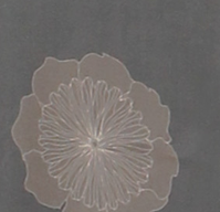 A translucent clear plastic or acrylic flower-shaped decorative piece with a petal-like outline and radiating textured lines, shown on a plain dark gray background.